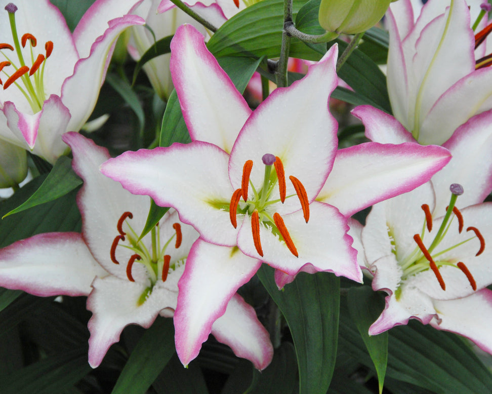 Lily 'Hotline'