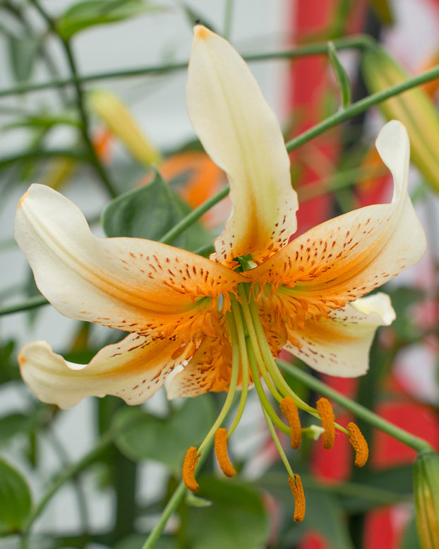 Lily 'Lady Alice'