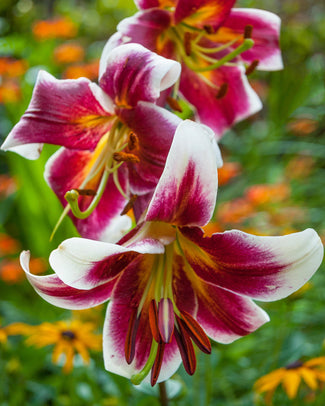 Lily 'Miss Lily'