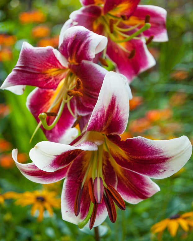 Lily 'Miss Lily'