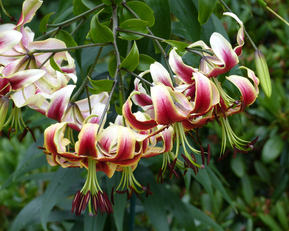 Lily 'Miss Lily'