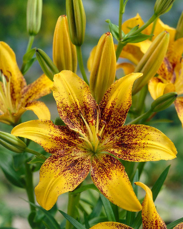 Lily 'Tasmania'