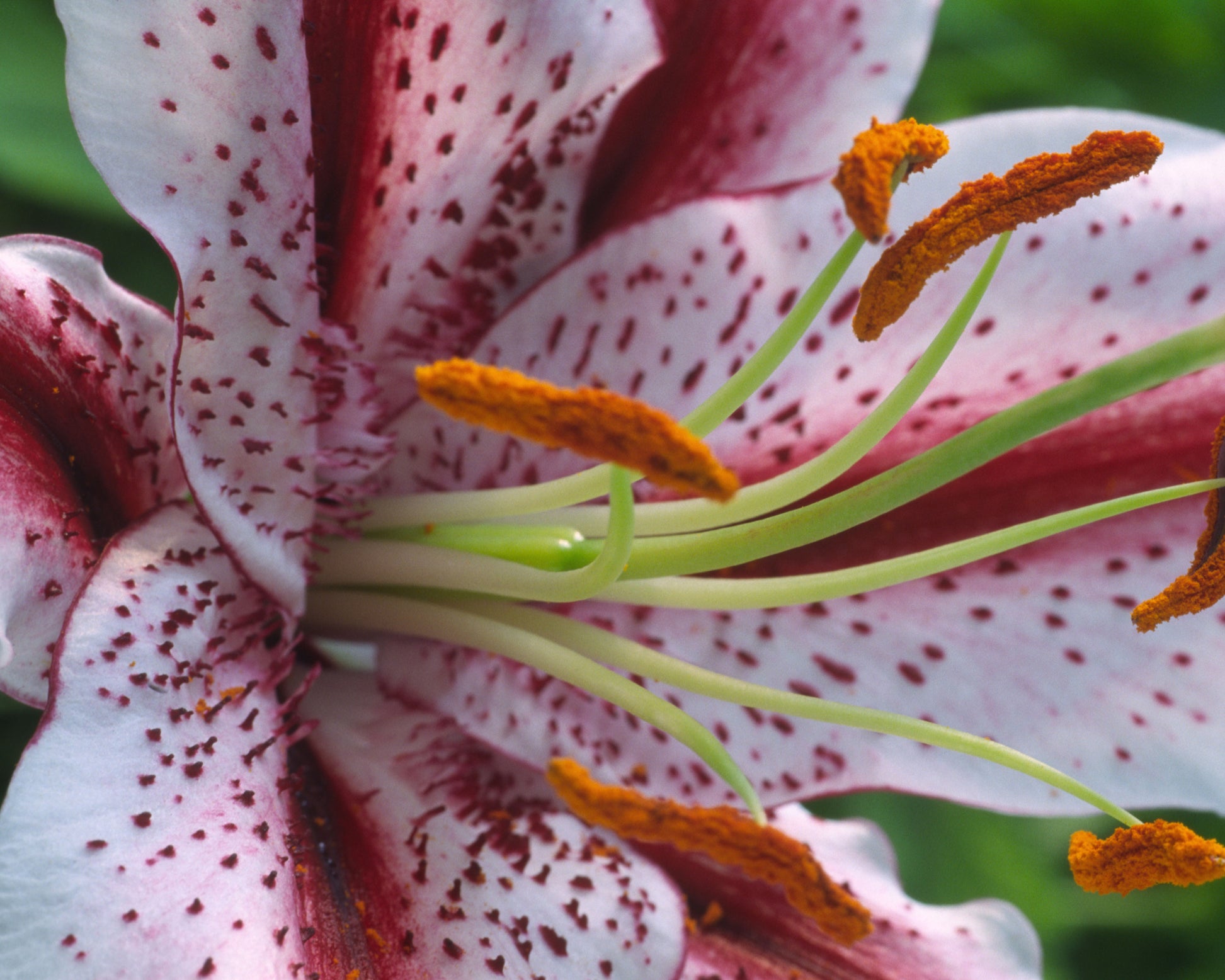 Lily 'Dizzy' bulbs — Buy online at Farmer Gracy UK
