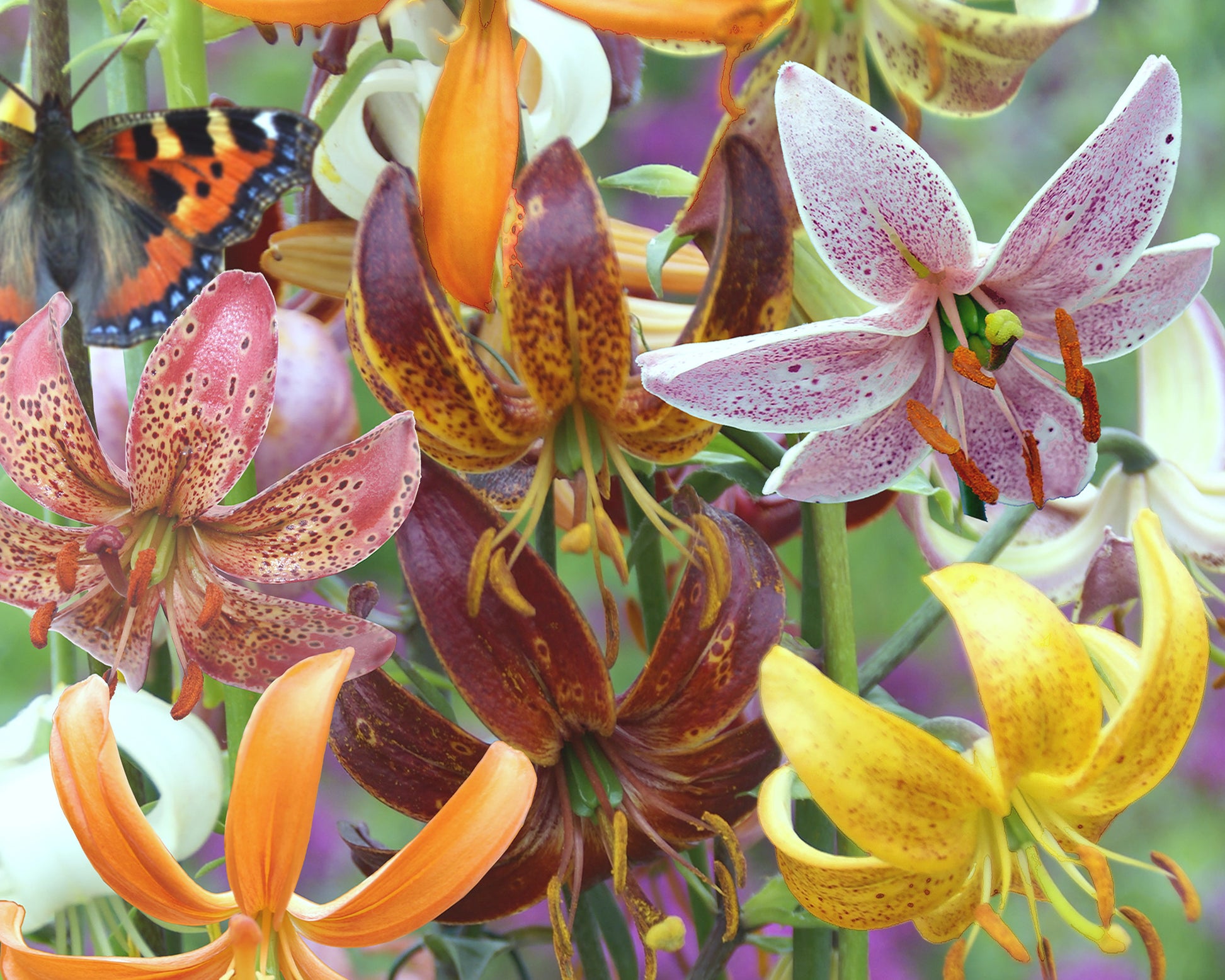 Lily 'Martagon Mix' bulbs — Buy mixed Turk’s Cap Lilies online at