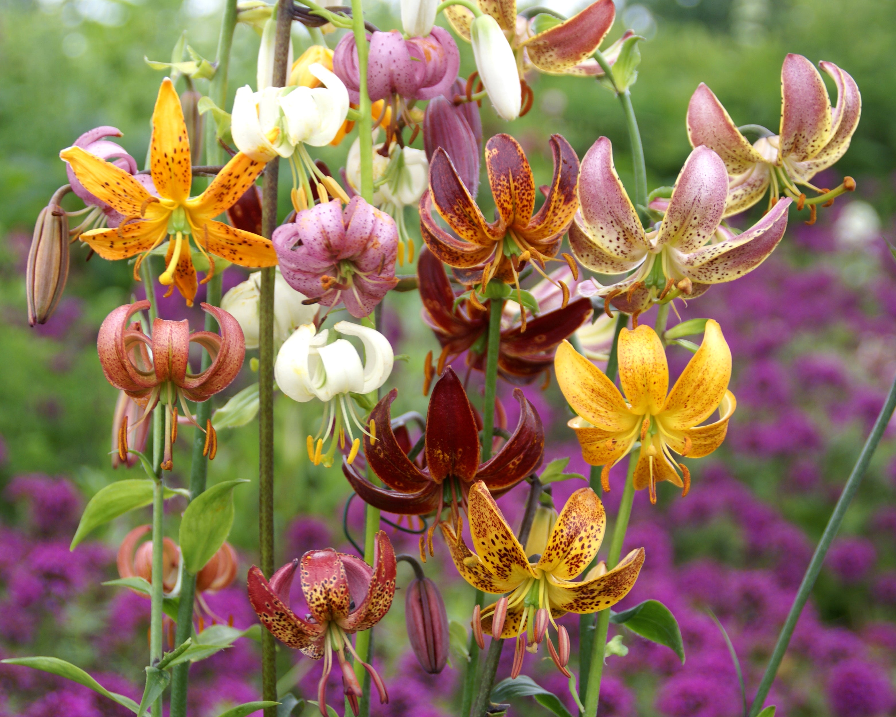 Lily 'Martagon Mix' bulbs — Buy mixed Turk’s Cap Lilies online at