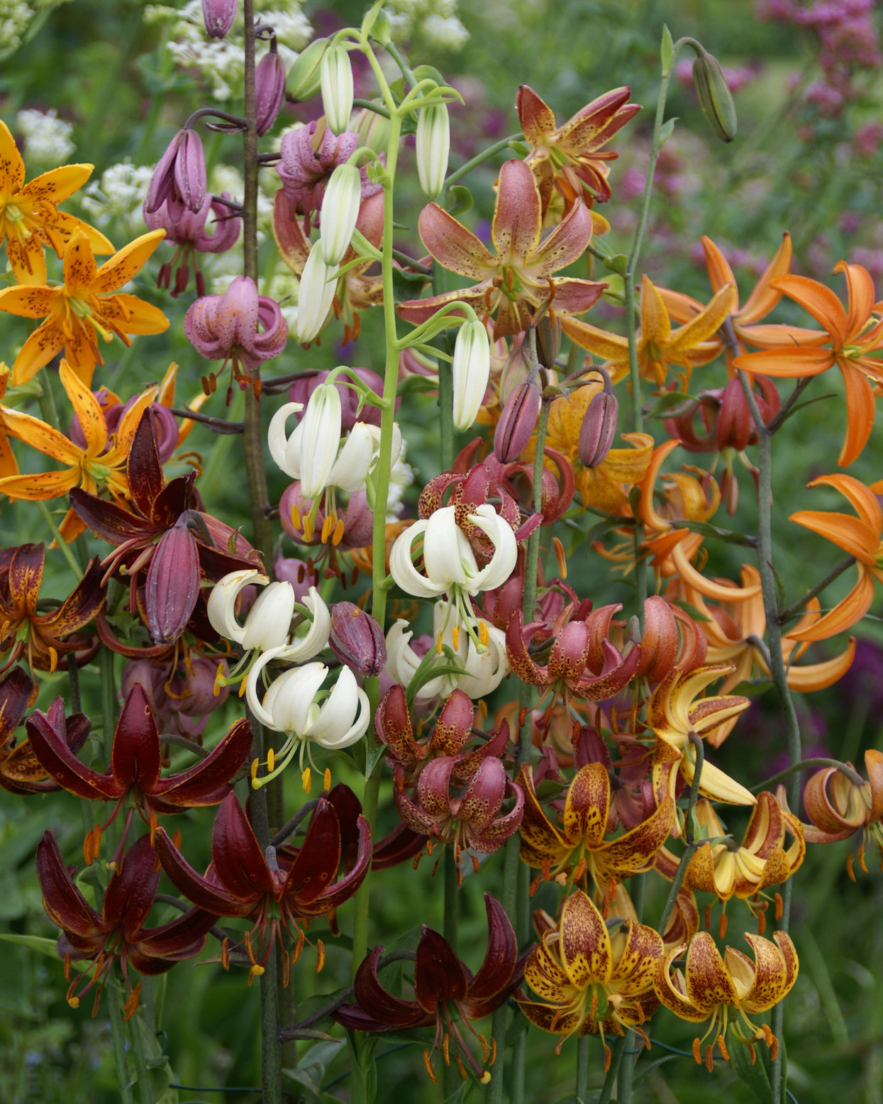 Lily 'Martagon Mix' bulbs — Buy mixed Turk’s Cap Lilies online at