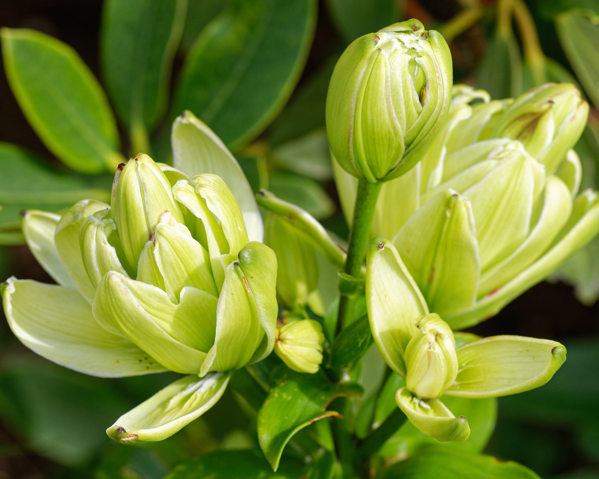 The Lily Peas Blossom Facebook Mystery - icvy50i