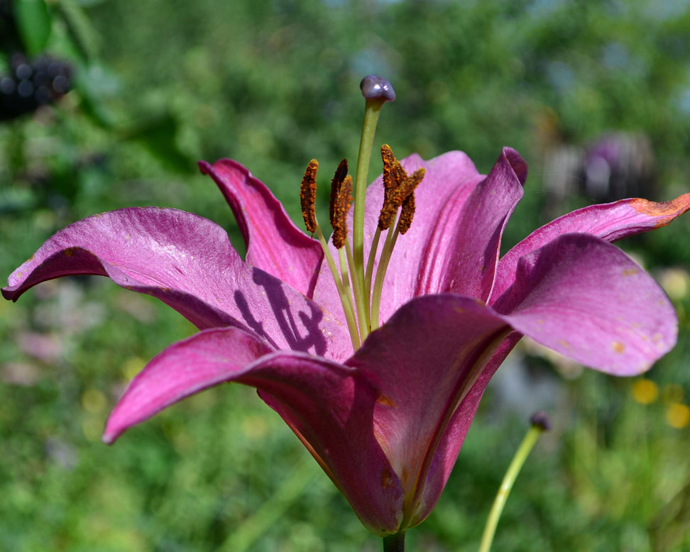 Lily 'Purple Prince'