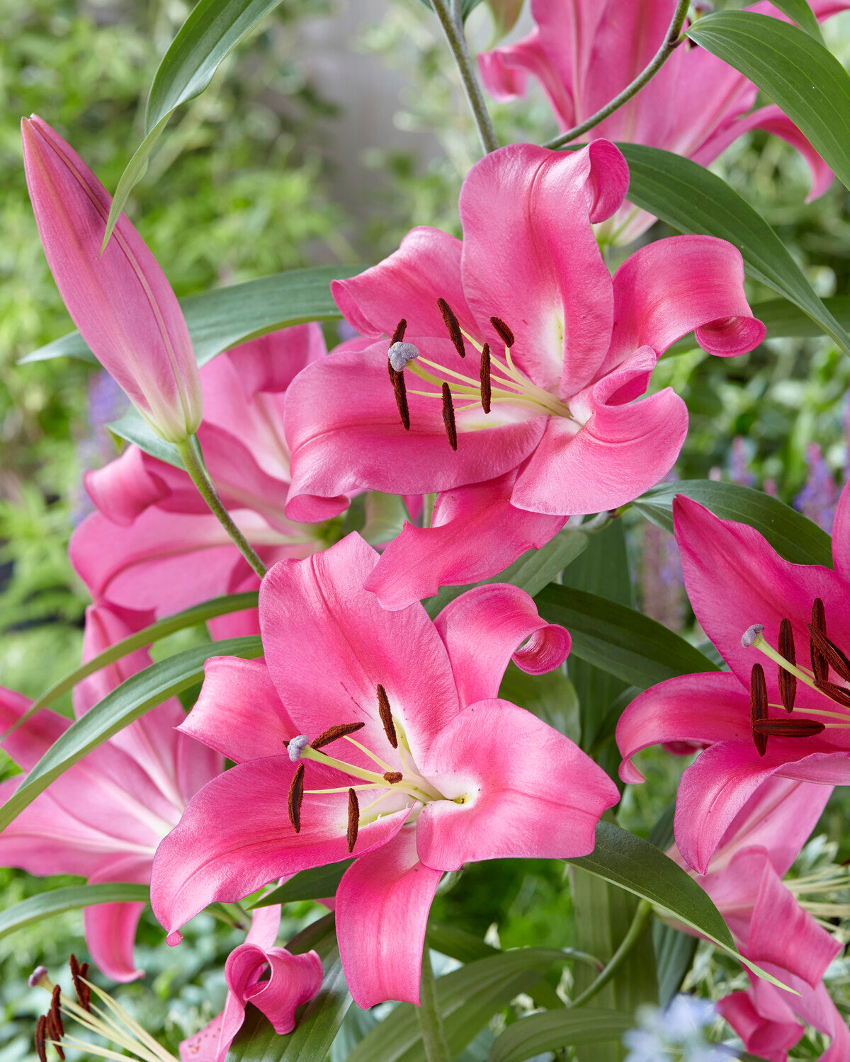 Lily 'Robina' bulbs — Buy pink orienpet lilies online at Farmer Gracy UK