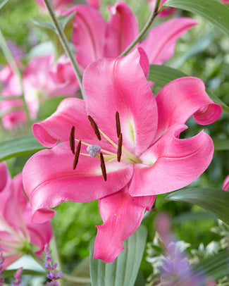 Lily 'Robina'
