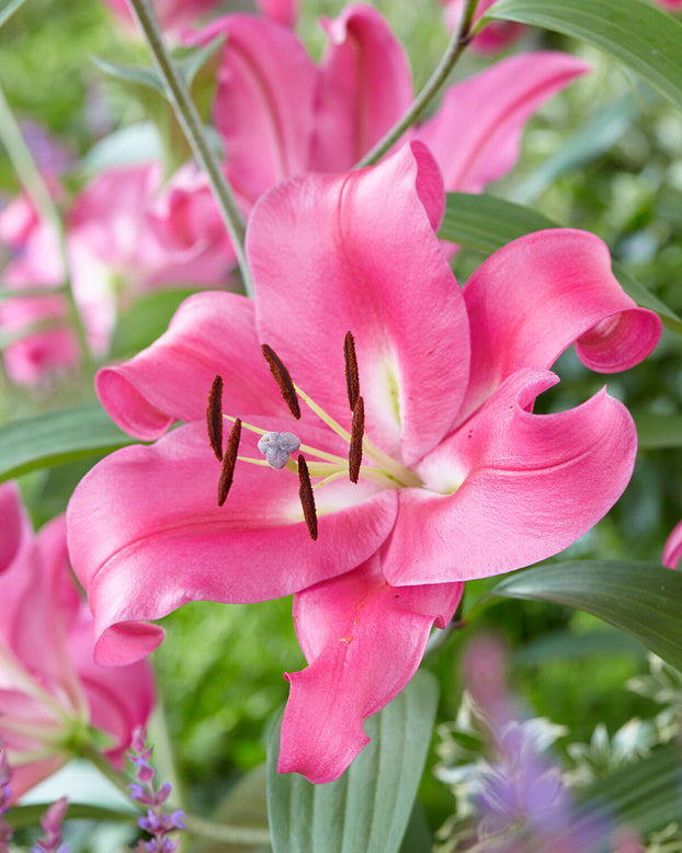 Lily 'Robina'