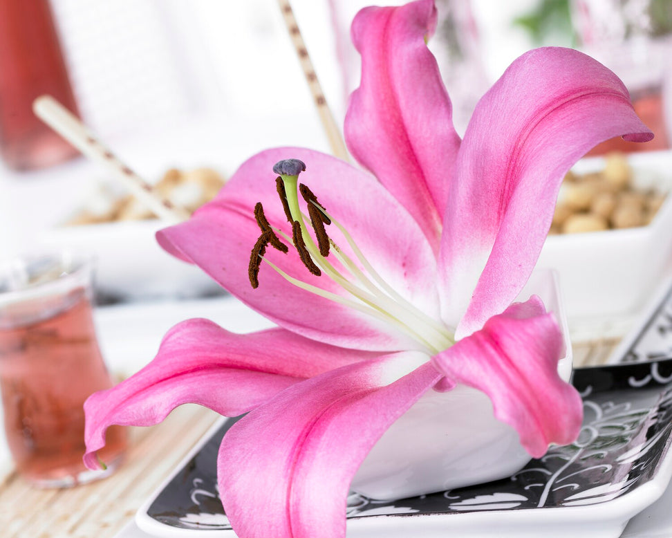 Lily 'Robina'