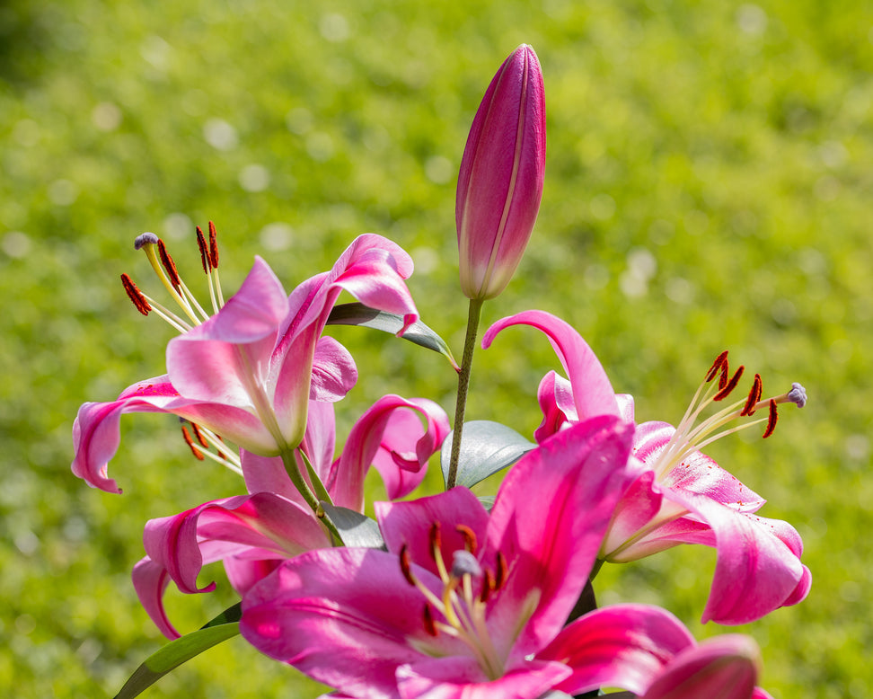 Lily 'Robina'