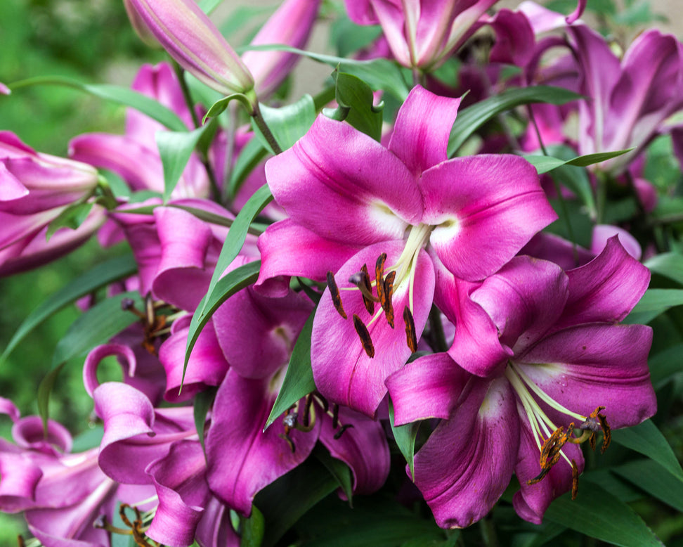 Lily 'Robina'