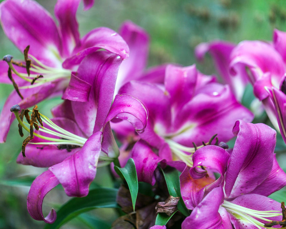 Lily 'Robina'