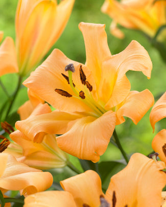 Lily 'Saltarello'