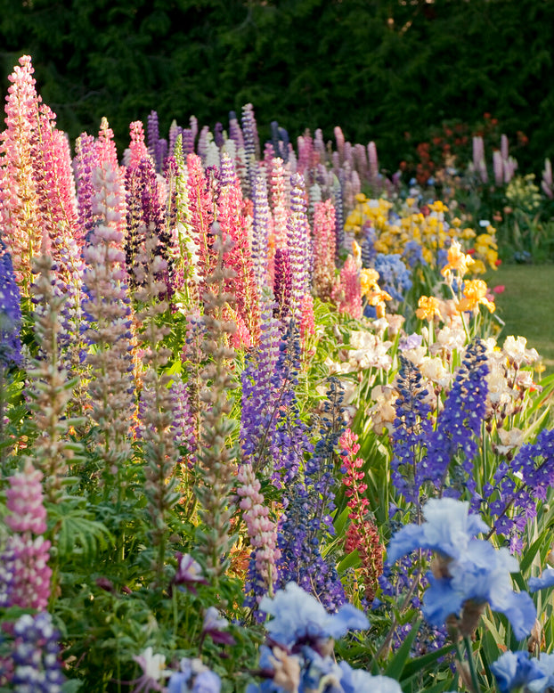 Lupinus 'Mosaic Mix'