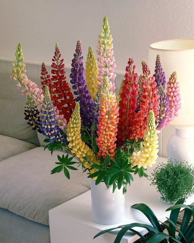 Lupinus 'Mosaic Mix'
