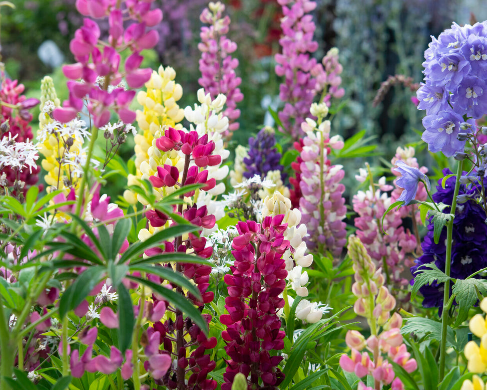 Lupinus 'Mosaic Mix'