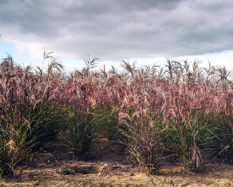 Miscanthus 'Boucle'