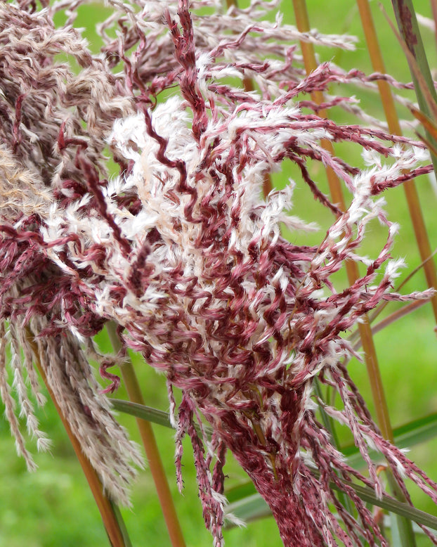 Miscanthus 'Boucle'