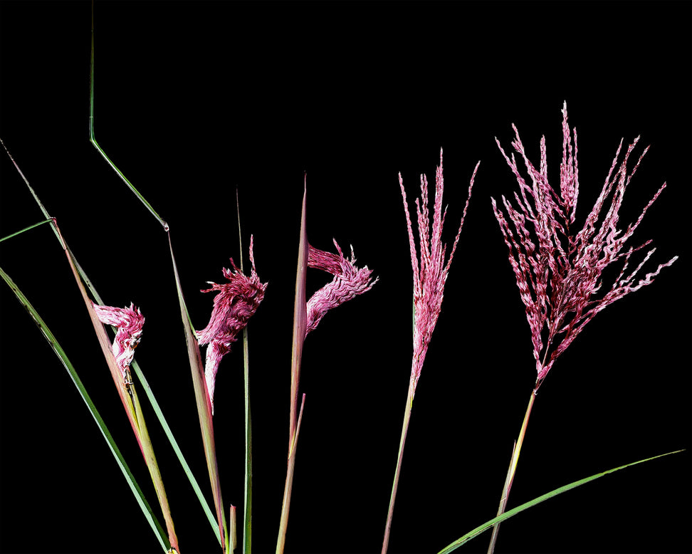 Miscanthus 'Boucle'