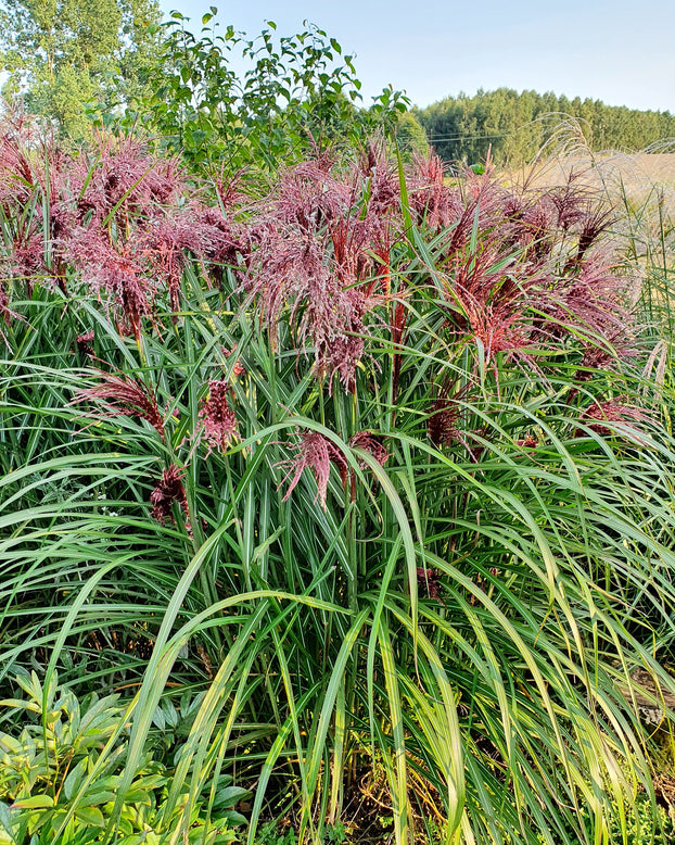 Miscanthus 'Boucle'