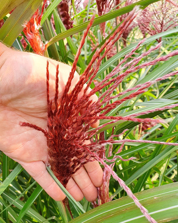 Miscanthus 'Boucle'