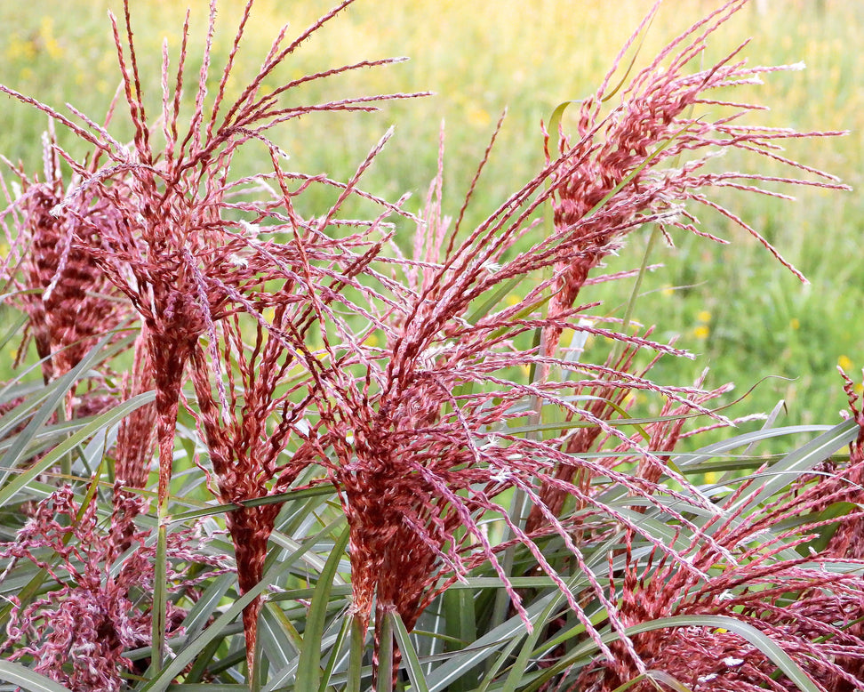 Miscanthus 'Boucle'