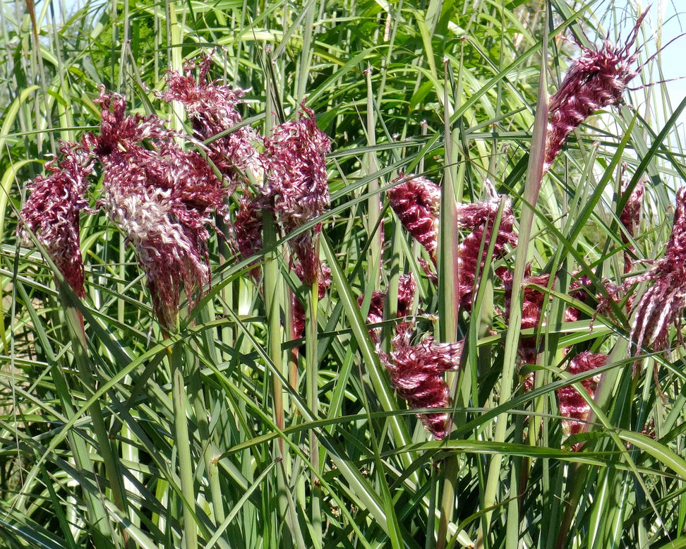 Miscanthus 'Boucle'