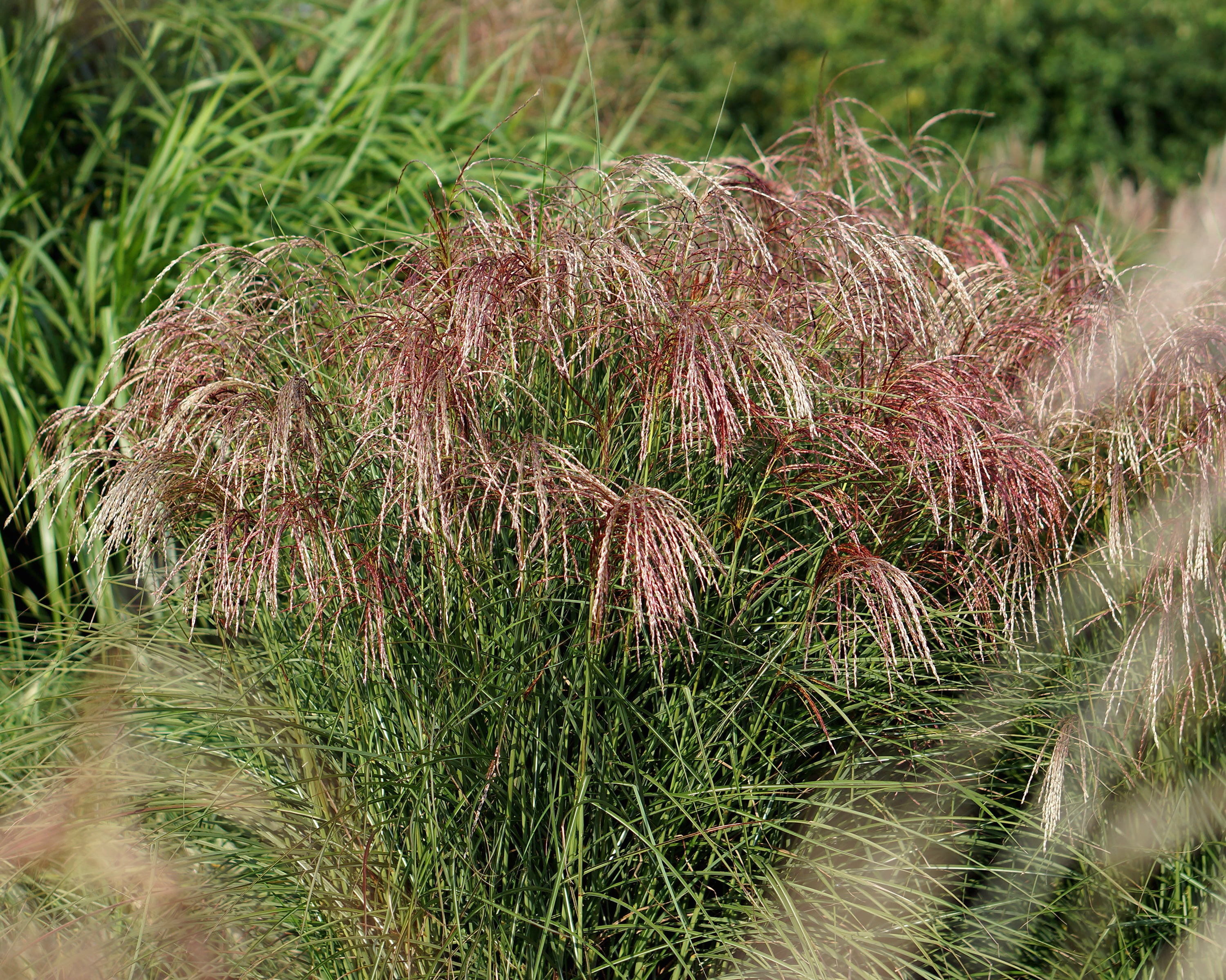 Miscanthus Sinensis Pink Cloud Bare Roots Buy Elephant Grass Online miscanthus-sinensis-pink-cloud-bare-roots-buy-elephant-grass-online