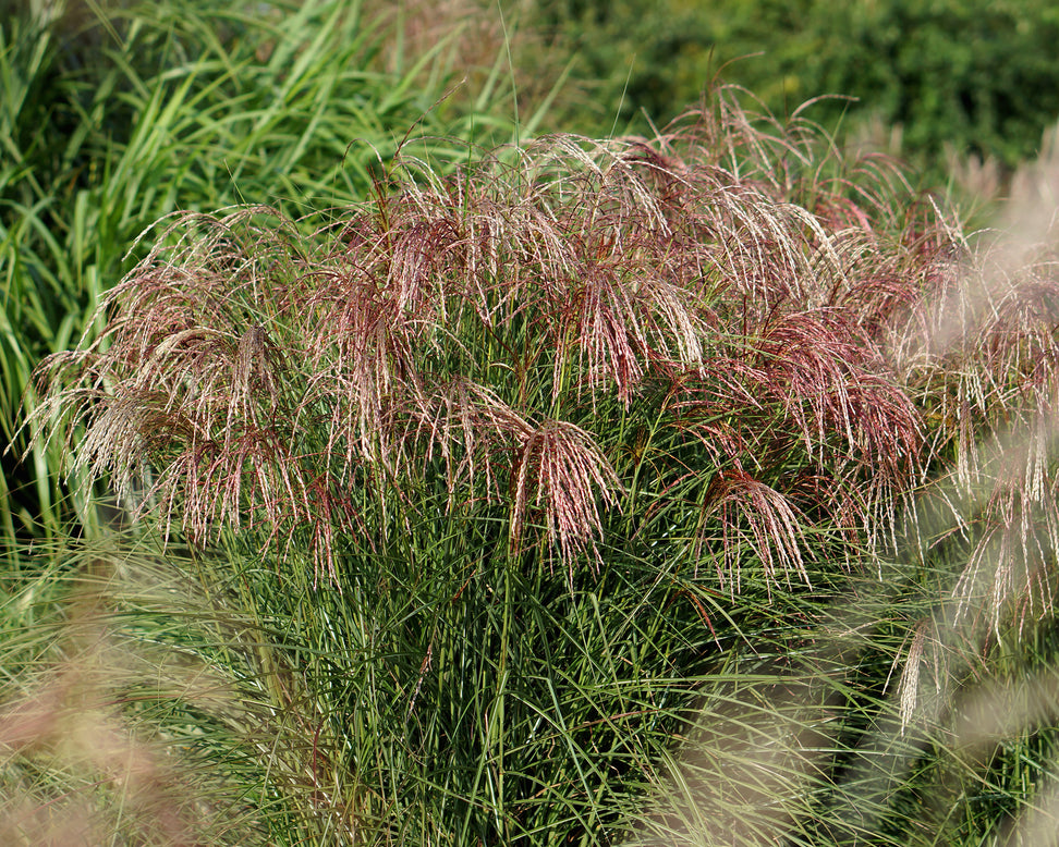 Miscanthus 'Pink Cloud'