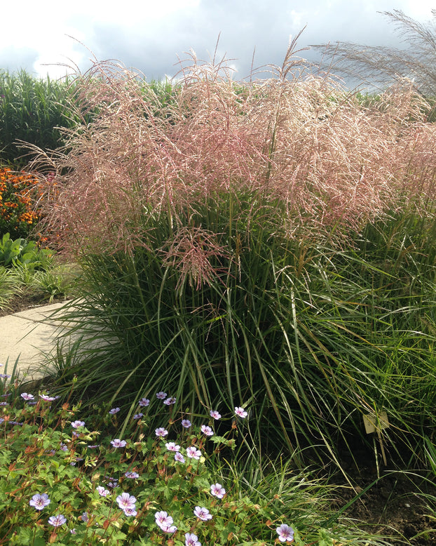 Miscanthus 'Pink Cloud'