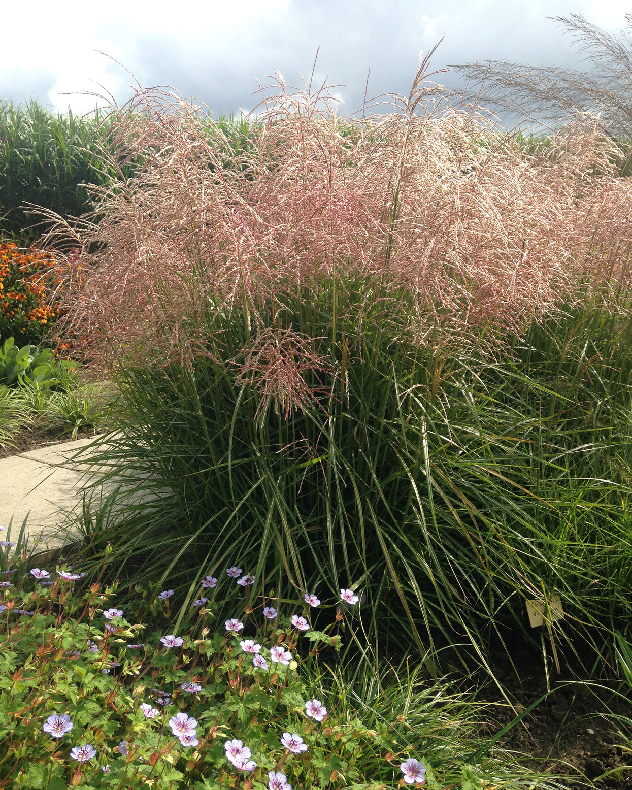 Miscanthus Sinensis Pink Cloud Bare Roots Buy Elephant Grass Online miscanthus-sinensis-pink-cloud-bare-roots-buy-elephant-grass-online