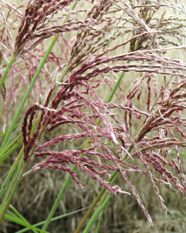 Miscanthus 'Pink Cloud'