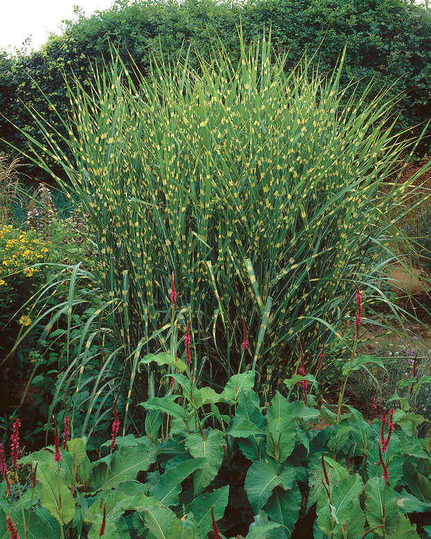 Miscanthus 'Strictus'