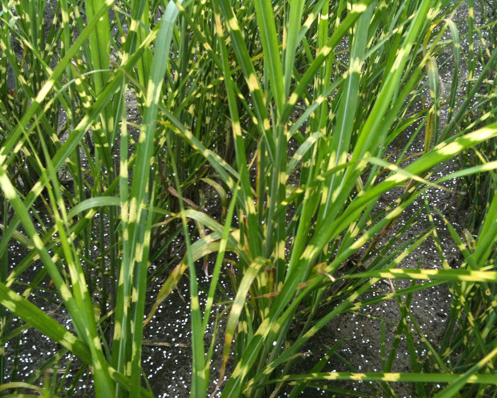 Miscanthus 'Strictus'