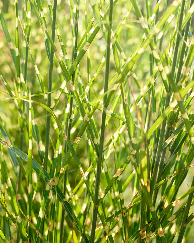 Miscanthus 'Strictus'