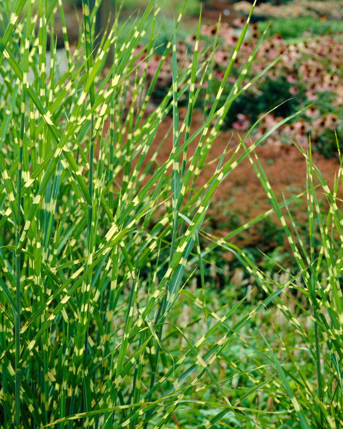 Miscanthus Sinensis Strictus Bare Roots Buy Elephant Grass Online miscanthus-sinensis-strictus-bare-roots-buy-elephant-grass-online