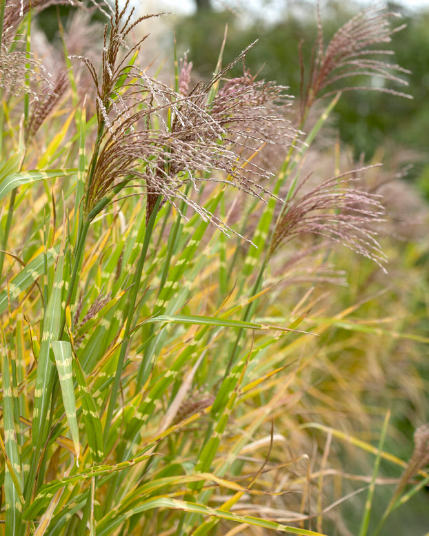 Miscanthus 'Strictus'