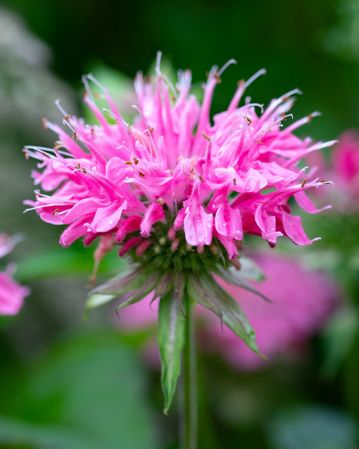 Spectacular Monarda Didyma Seeds Landscape for Mobile Spectacular Monarda Didyma Seeds Landscape for Mobile