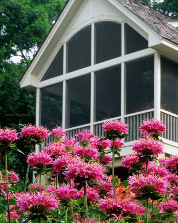 Monarda 'Marshall's Delight'