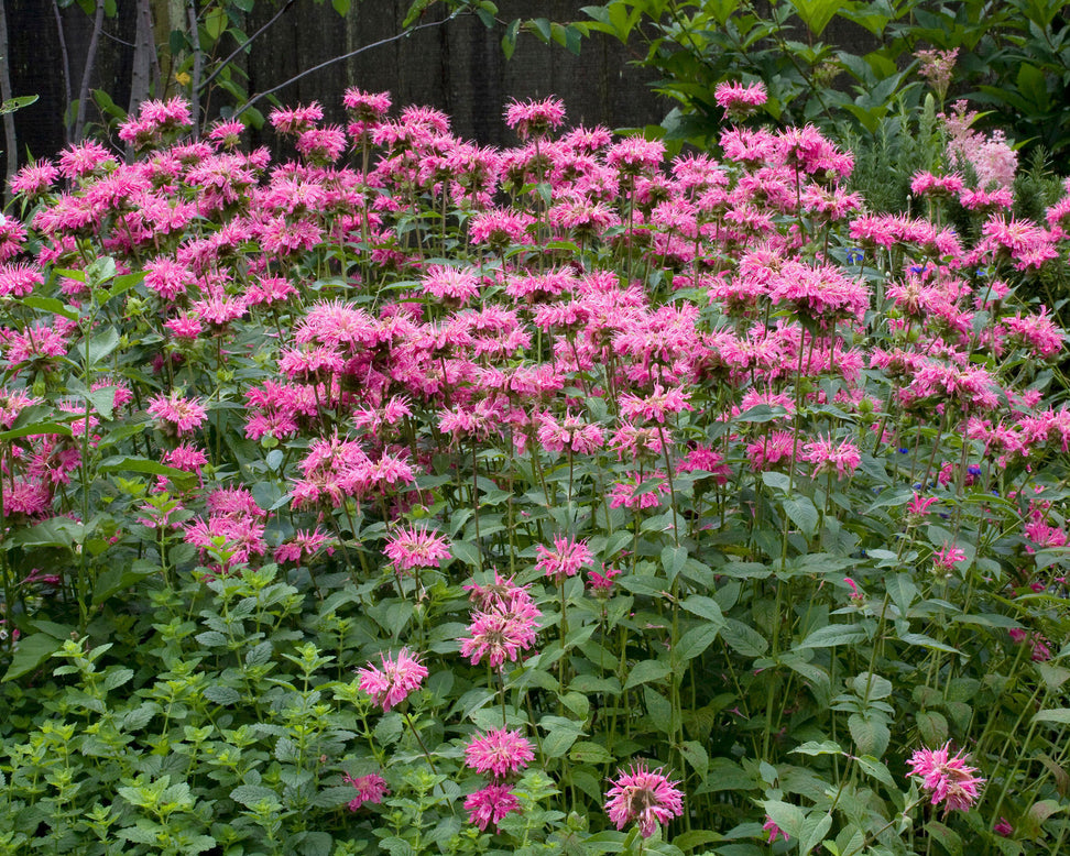 Monarda 'Marshall's Delight'