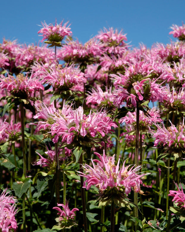 Monarda 'Marshall's Delight'