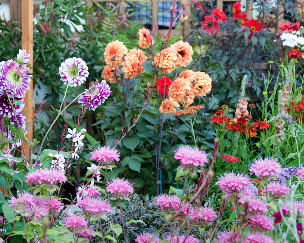 Monarda 'Marshall's Delight'