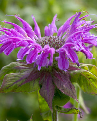 Monarda 'Prärienacht'