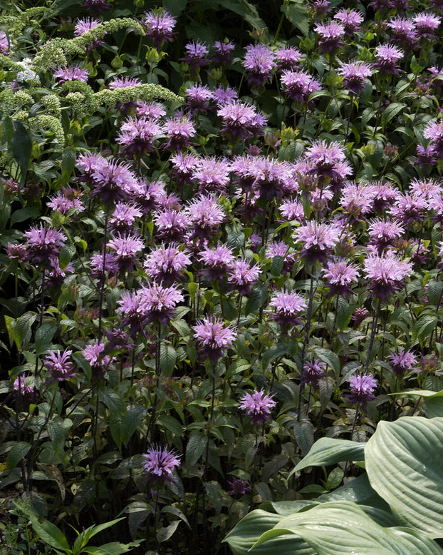 Monarda 'Prärienacht'