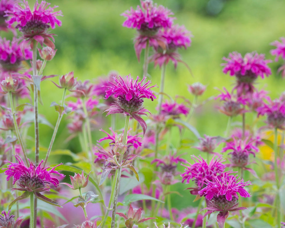 Monarda 'Prärienacht'