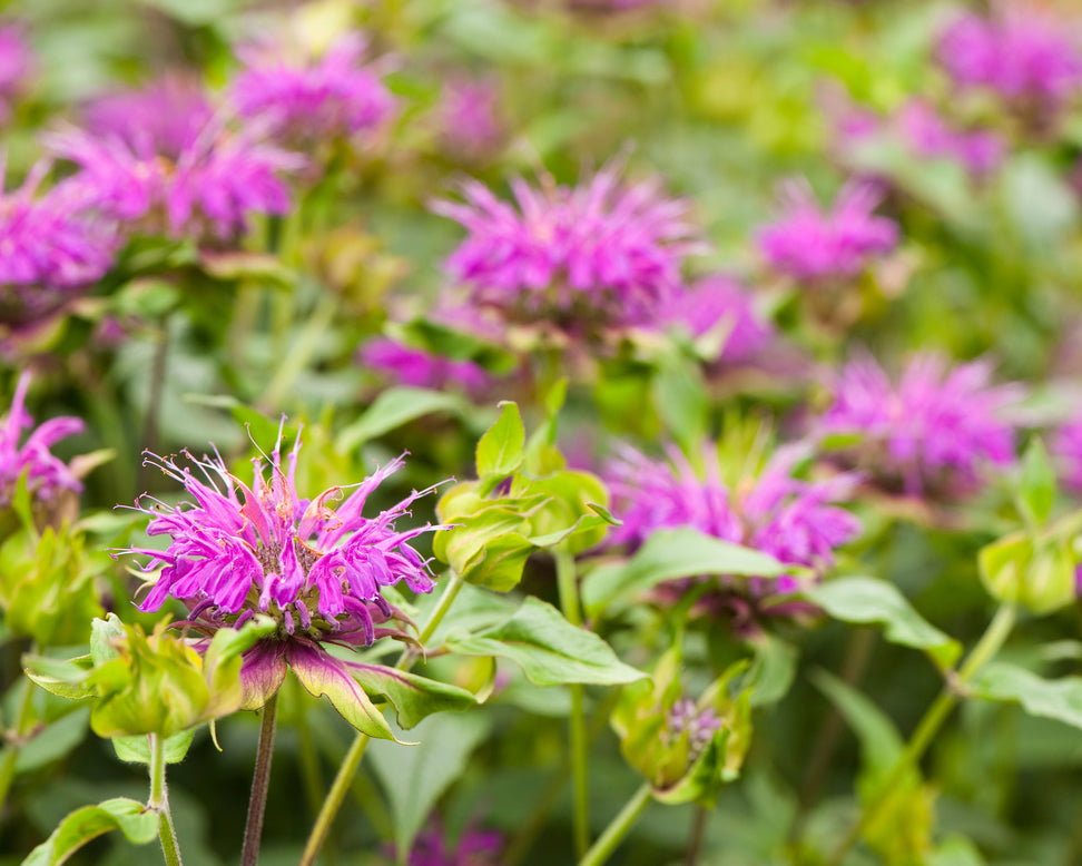 Monarda 'Prärienacht'