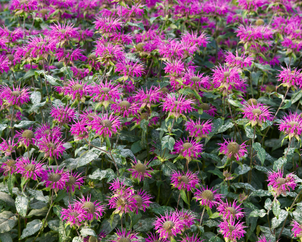 Monarda 'Prärienacht'